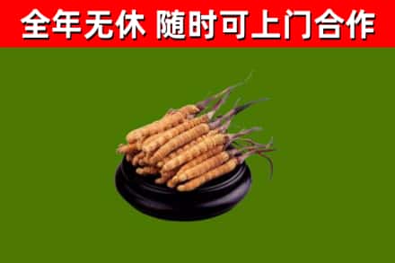 龙江烟酒回收冬虫夏草.jpg
